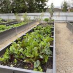 A garden with a variety of plants, including a large amount of red lettuce.