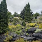 A garden with a variety of plants, including a pine tree, a green tree, and a rock garden.