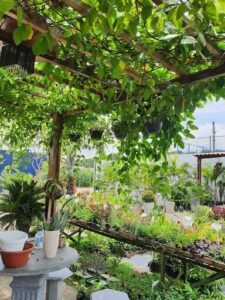 A garden with a variety of plants, including a potted plant with a white vase on a table.