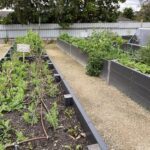A garden with a variety of plants, including a tree and a bush.