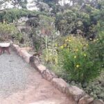 A garden with a variety of plants, including a yellow flower, is situated next to a stone wall.