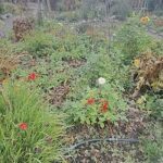 A garden with a variety of plants, including red flowers, is shown in this image.