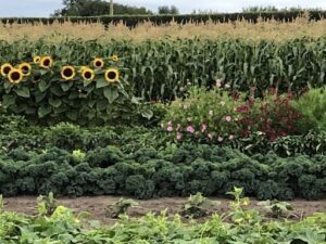 A garden with a variety of plants, including sunflowers, corn, and broccoli.