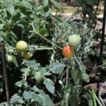 A garden with a variety of plants, including tomatoes and lettuce, is shown in this image.