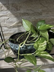 A green plant with long vines is growing in a blue pot.