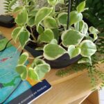 A green plant with white leaves is sitting on a table next to a book.