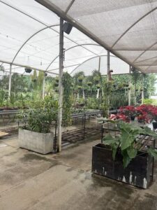 A greenhouse filled with various plants and flowers, including red poinsettias.