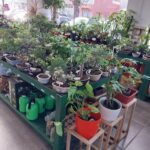 A greenhouse filled with various plants and pots.