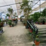 A greenhouse filled with various plants and potted plants.