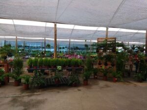 A greenhouse filled with various plants and potted plants.