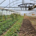A greenhouse with a variety of plants, including strawberries, growing under a clear plastic roof.