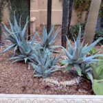 A group of cacti are planted in a dirt area, with a few of them having green leaves.