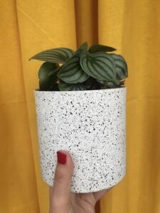 A hand holding a white and black pot with a plant in it.