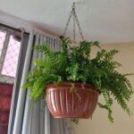 A hanging pot with a plant in it.