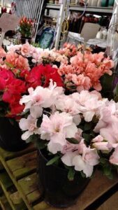 A large assortment of pink flowers in a variety of pots.