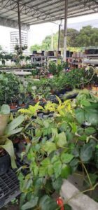 A large assortment of potted plants are displayed in a nursery, showcasing a variety of greenery and foliage.
