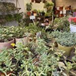 A large assortment of potted plants, including cacti, are displayed in a store.