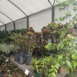 A large assortment of tropical plants are displayed in a greenhouse, with a variety of potted plants and hanging plants.