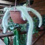 A large cactus hangs from a pot, with a smaller cactus nearby.