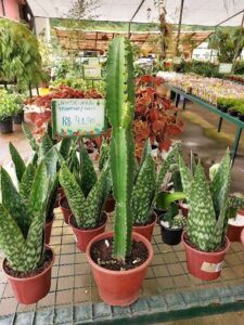 A large cactus is displayed in a pot, surrounded by other potted plants.