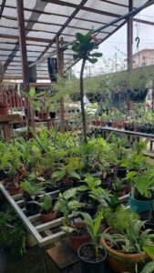 A large collection of potted plants, including a variety of different types, are displayed in a garden shop.
