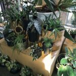 A large collection of potted plants, including a variety of different types, are displayed in a room.