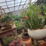 A large collection of potted plants, including cacti, are displayed in a greenhouse.