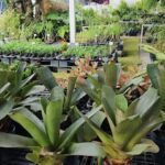 A large collection of potted plants, including palm trees, are displayed in a garden.