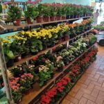 A large display of colorful flowers in pots, including red and yellow ones, are arranged on a wooden shelf.