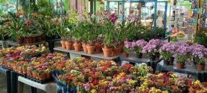 A large display of colorful flowers in pots, including red, yellow, and purple, are arranged in a visually appealing manner.