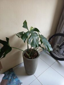 A large green plant in a grey pot is placed on a white tile floor.