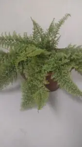A large green plant is in a brown pot.
