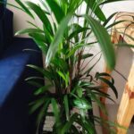 A large green plant is sitting on a table, with a blue couch in the background.