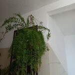 A large green plant with long vines is hanging from the ceiling in a room.
