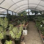 A large greenhouse filled with a variety of plants, including potted plants and hanging plants.