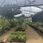 A large greenhouse filled with various plants and flowers.