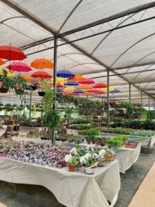 A large greenhouse filled with various plants and flowers.