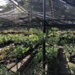 A large greenhouse filled with various plants, including a large number of potted plants, is shown in this image.