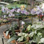 A large group of potted plants are displayed in a room, with a variety of flowers and plants.