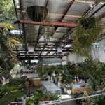 A large indoor plant nursery with a variety of plants and potted plants.