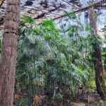 A large palm tree stands in front of a wooden structure, surrounded by other trees.
