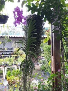 A large plant with purple flowers is hanging from a wooden beam.