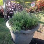 A large pot filled with purple flowers sits on the ground.