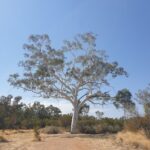 A large tree stands alone in a field, with a clear blue sky above.