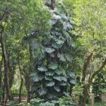 A large tree with a trunk that has a large knot on it.