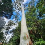 A large tree with a white trunk stands tall in the middle of a forest.