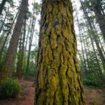 A large tree with a yellowish-green bark stands in the middle of a forest.