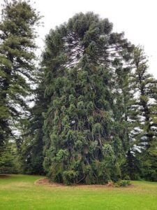 A large tree with many branches and leaves.