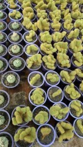 A large variety of cacti in different sizes and colors are displayed in a room.