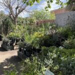 A large variety of plants are displayed in pots, creating a lush and vibrant garden.